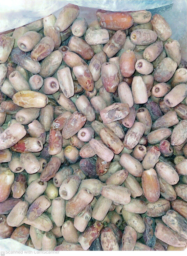 خرما خشک رقم وش کنک وکیوم شده