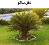 ساگو دانه ، نشاسته ساگو (سابو دانه یا ملایی)
